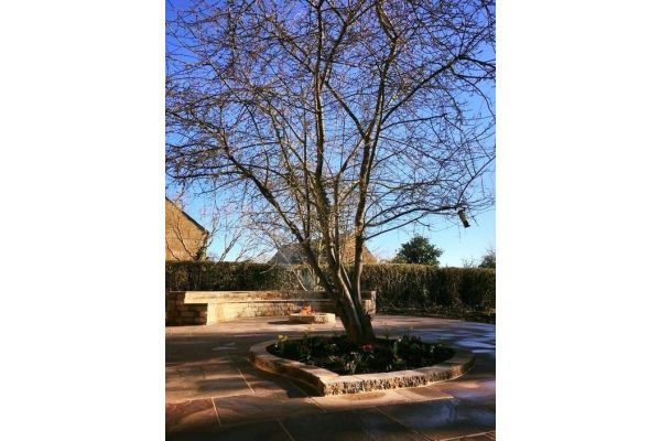 Curved garden design featuring Autumn Brown Sandstone paving, with a central tree and raised border planting.***